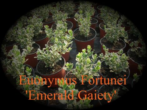 euonymus_fortunei_emerald_gaiety.jpg
