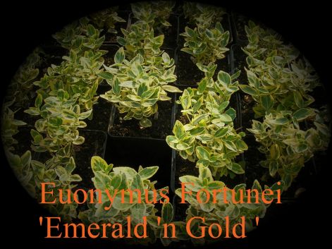 euonymus_fortunei_emerald_n_gold_.jpg