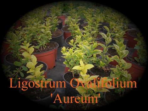 ligostrum_ovalifolium_aureum.jpg