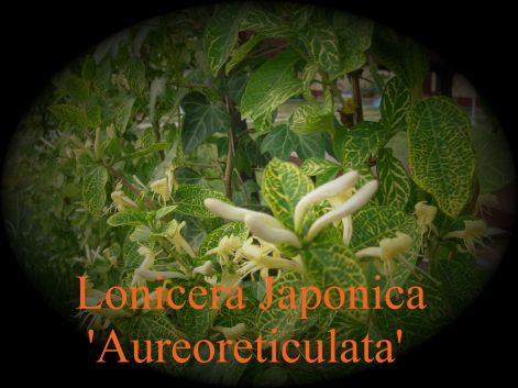 lonicera_japonica_aureoreticulata.jpg