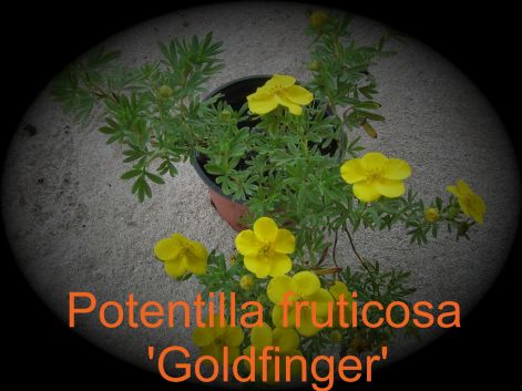 potentilla_fruticosagoldfinger2.jpg
