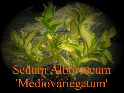 sedum_alboroseum_mediovariegatum.jpg