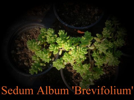 sedum_album_brevifolium.jpg