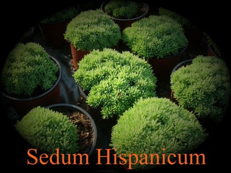 sedum_hispanicum.jpg