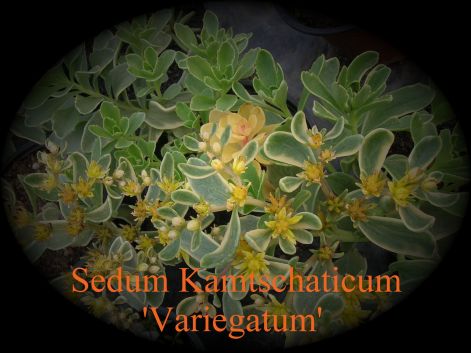 sedum_kamtschaticum_variegatum.jpg