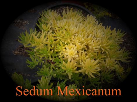 sedum_mexicanum.jpg