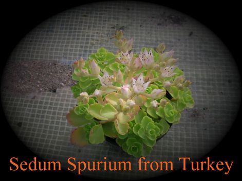 sedum_spurium_from_turkey.jpg