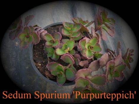 sedum_spurium_purpurteppich.jpg