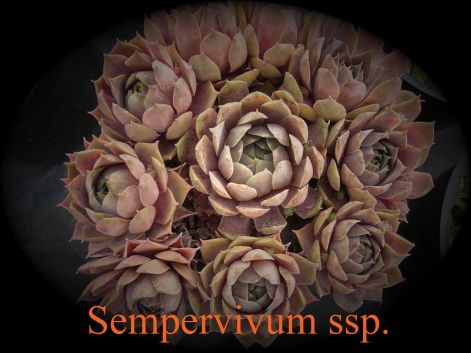 sempervivum_ssp_1.jpg