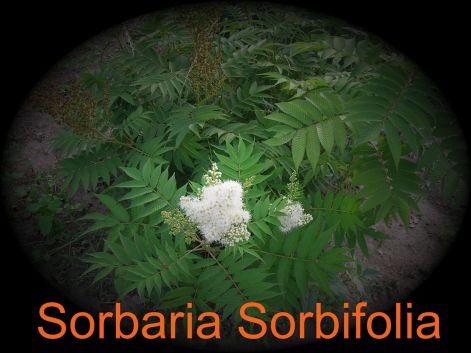 sorbaria_sorbifolia_2.jpg
