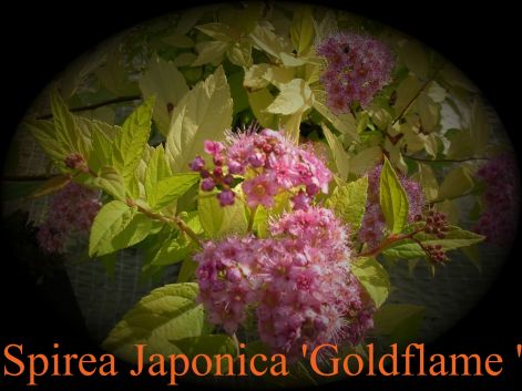 spirea_japonica_goldflame_.jpg